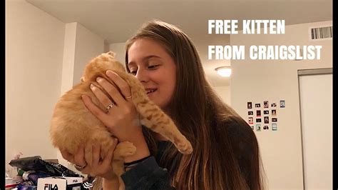 Very sweet Ragdoll Kitten 122. . Free cats craigslist